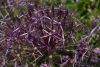 Allium christophii