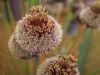 Allium forelock