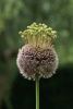 Allium forelock