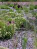 Allium forelock