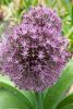 Allium karataviense