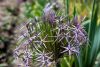 Allium schubertii