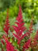 Astilbe fanal