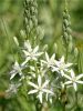 Camassia leichtlinii alba