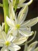 Camassia leichtlinii alba