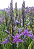 Camassia violet candle leichtlinii