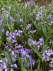 Chionodoxa blue giant forbesii