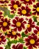 Coreopsis solar fancy