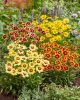 Coreopsis solar fancy