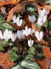 Cyclamen cilicium album (dutch grown)