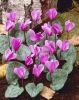 Cyclamen coum