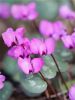 Cyclamen graecum (dutch grown)