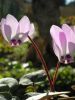 Cyclamen libanoticum (dutch grown)