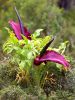 Dracunculus vulgaris