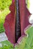 Dracunculus vulgaris