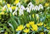 Galanthus nivalis a fleurs simples