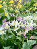 Erythronium d.c. gemengd