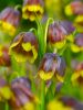 Fritillaria michailovskyi