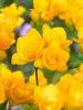 Freesia double yellow