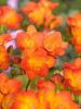 Freesia orange single