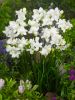 Freesia white single