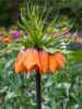 Fritillaria garland star imperialis