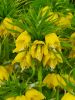 Fritillaria lutea imperialis