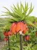 Fritillaria orange brilliant imperialis