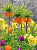 Fritillaria premier imperialis