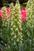 Fritillaria ivory bells persica