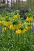 Fritillaria lutea imperialis