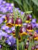 Fritillaria michailovskyi