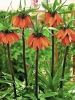 Fritillaria orange beauty imperialis