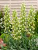 Fritillaria ivory bells persica