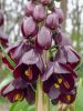 Fritillaria purple dynamite persica