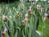 Fritillaria uva vulpis