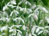 Galanthus nivalis a fleurs simples