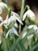 Galanthus nivalis einfachblumig