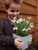 Galanthus nivalis a fleurs simples