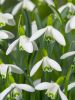 Galanthus nivalis a fleurs simples