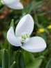 Galanthus polar bear elwesii