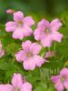 Geranium wargrave pink endressii