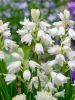 Hyacinthoides white hispanica