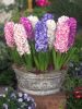 Hyacinths mixed