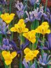 Iris reticulata mixed