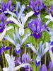 Iris reticulata gemengd