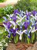 Iris reticulata mixed