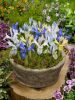 Iris reticulata gemengd