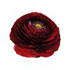 Ranunculus elegance cioccolato