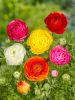 Ranunculus mischung